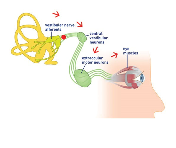 How can your ears affect your eyes? EyeAndEar